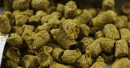 Getting Passion-ate About New Zealand Hops with Kohia Nelson