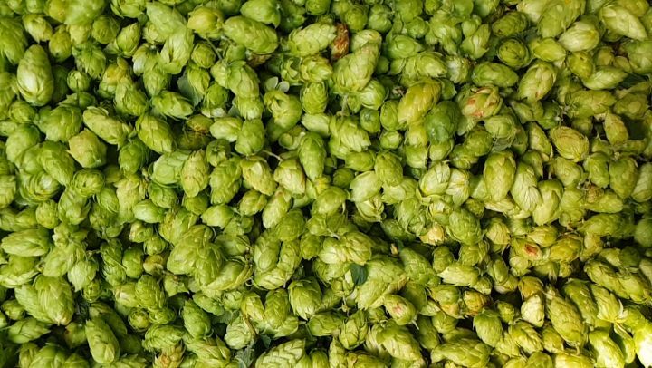Nelson Sauvin: The Quinessential New Zealand Hop